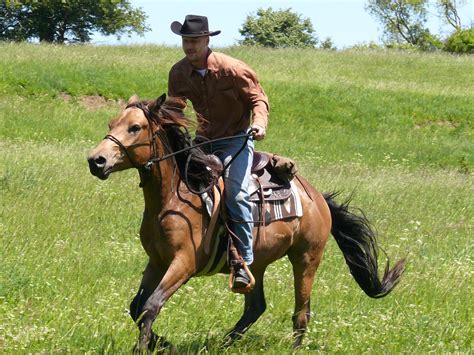 Free Images Farm Countryside Country Male Rider Rein Stallion