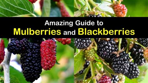 Mulberries Vs Blackberries What Are The Differences