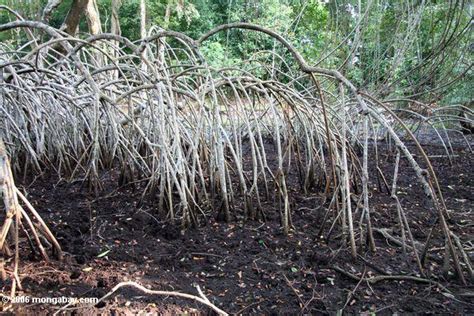 White mangrove roots