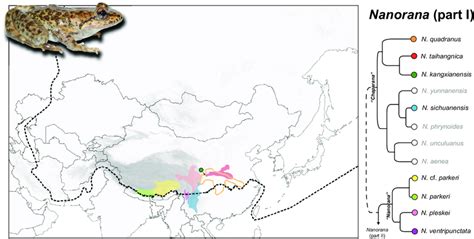 Distribution Map And Simplified Phylogenetic Relationships Among Ep