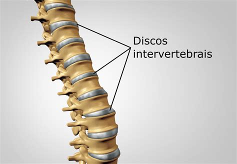 Articulações Da Coluna Vertebral