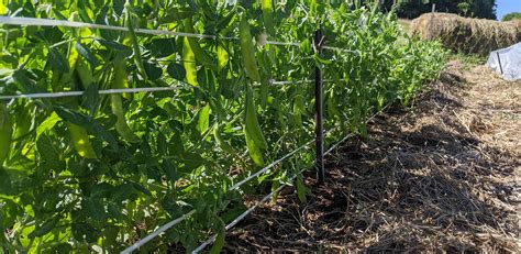 Semer les pois tout pour réussir Terra Potager