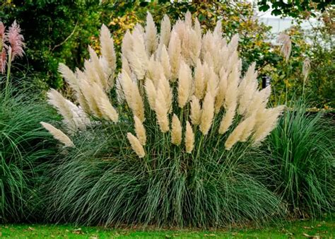 How To Kill Pampas Grass 8 Effective Ways To Get Rid Of Pampas Grass