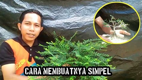 Cara Cepat Membuat Bonsai Cendrawasih Mini Youtube