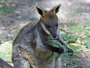 Swamp Wallaby | The Animal Facts | Appearance, Diet, Habitat, Behavior