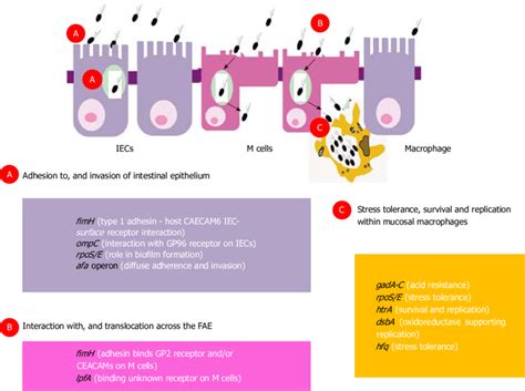 Crohns Mucosally Associated Adherent Invasive Escherichia Coli Host Download Scientific