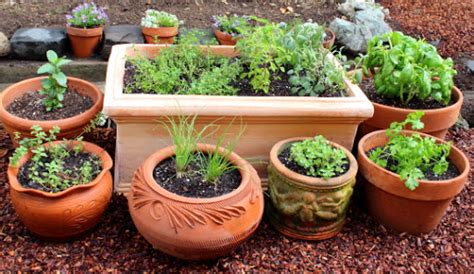 Food Wishes Video Recipes Grow Your Own Culinary Herb Garden Yard To