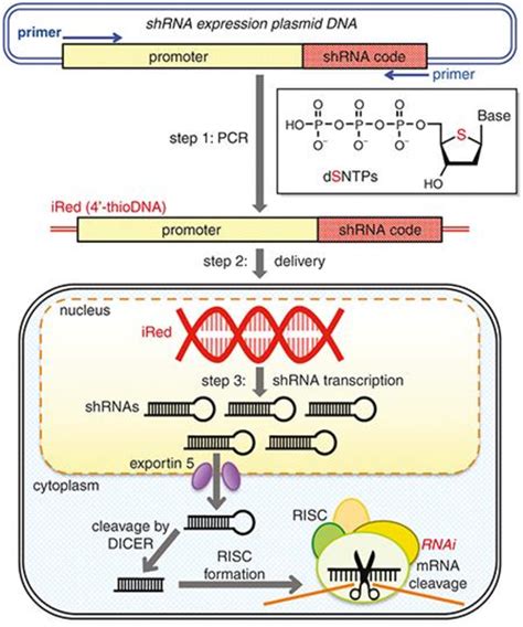 Schematic Of Gene Silencing Using An Intelligent ShRNA Expression