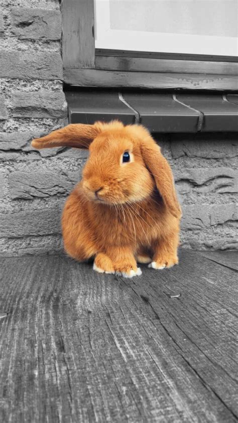 A Brown Rabbit Sitting On Top Of A Wooden Floor