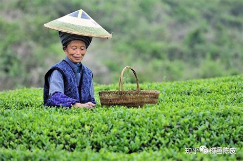 什么是春茶？明前茶、雨前茶有何区别？ 知乎