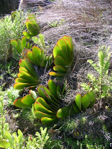 Aloe Haemanthifolia Image 2