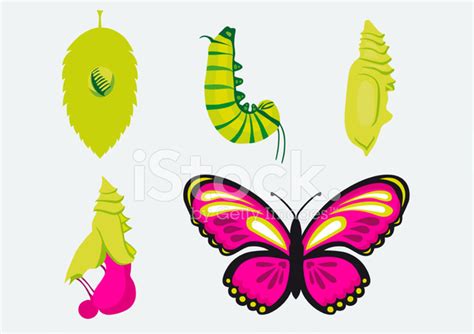 Metamorphosis Caterpillar Into Butterfly Stock Vector - FreeImages.com