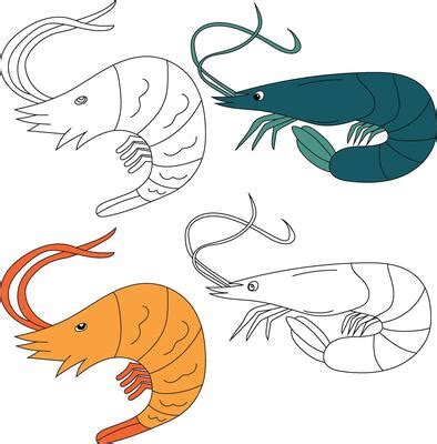 Shrimp Coloring Vector Art, Icons, and Graphics for Free Download