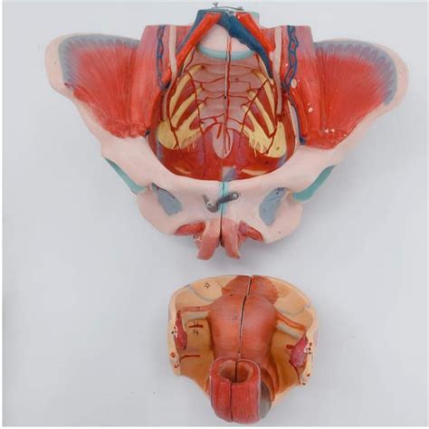 Lehrmodell Anatomie Anatomie Modell Schwangerschaft Medizinisches