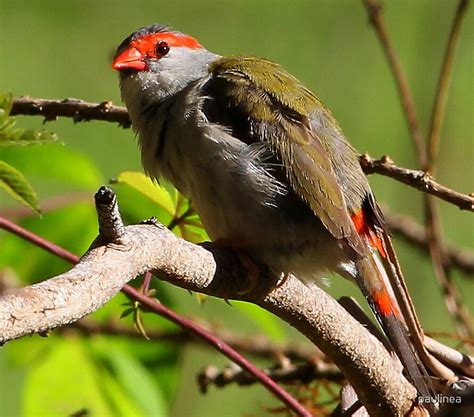 Red Browed Finch By Paulinea Redbubble