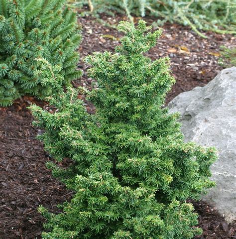 Tsuga canadensis 'Jervis' Dwarf Canadian Hemlock - Kigi Nursery