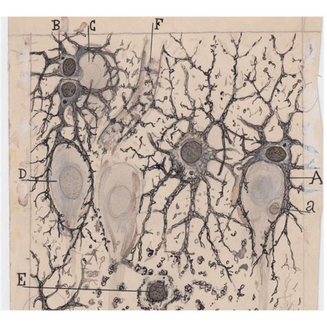 Santiago Ramón y Cajal el artista que dibujó los secretos del cerebro