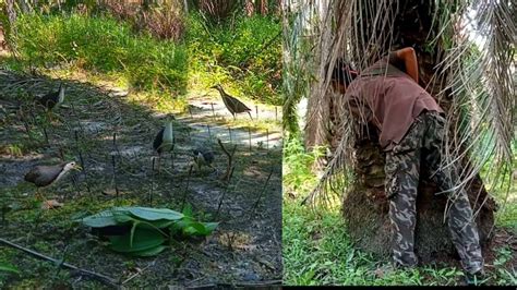 Sangat Puas Mikat Burung Ruak Ruak Di Lokasi Ini Meskipun Hasilnya