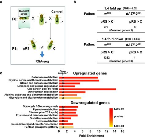 Paternal Restraint Stress Alters The Transcriptome Of Drosophila