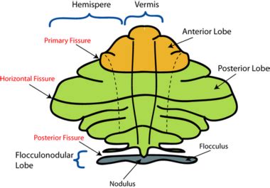 Cerebellum Anatomy