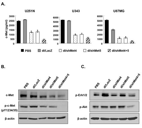 The Expression Of Total C Met Phospho C Met Phospho Erk And