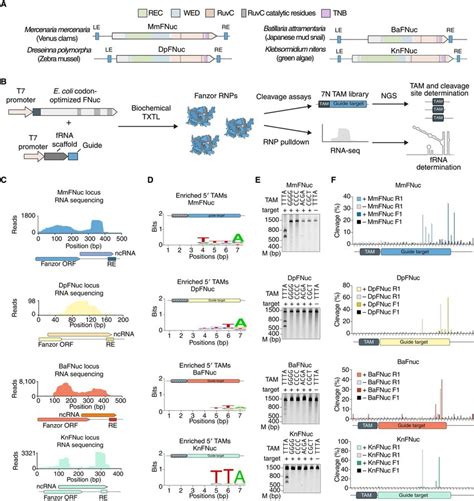 Eukaryotic Fanzor Orthologs Are Widespread Across Eukaryotic Kingdoms Download Scientific