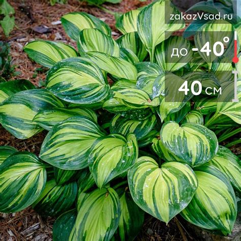Хоста Рейнбоуз Энд -🌱 купить саженцы с доставкой по России