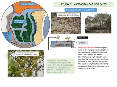 Mangrove adaptations in East Coast Malayan Estuary | Teaching Resources