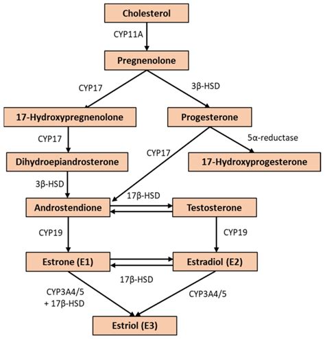 The Biosynthesis Of Estrogen Molecules E1 E2 And E3 The Enzymes