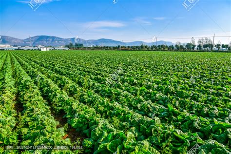 蔬菜基地蔬菜种植农林渔牧摄影素材汇图网