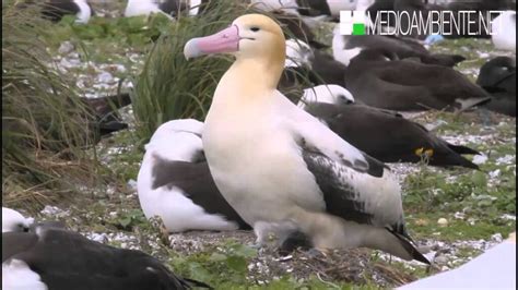 Descubre Todo Sobre El Majestuoso Albatros De Cola Corta