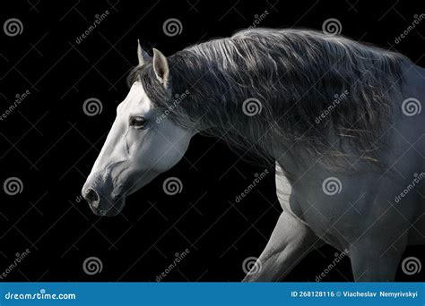 Horse With Long Mane Stock Photo Image Of Desert Strong 268128116