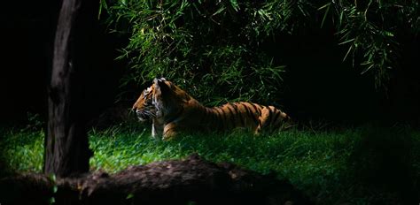 Tiger Habitat: Where Do Tigers Live?