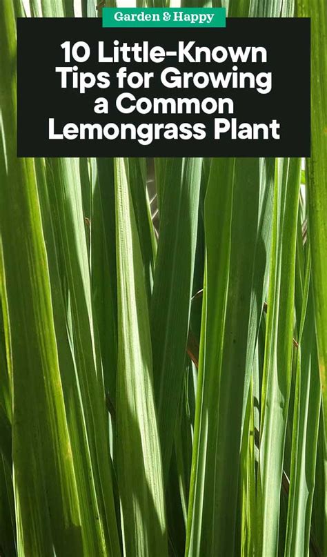 10 Tips For Growing A Common Lemongrass Plant Garden And Happy