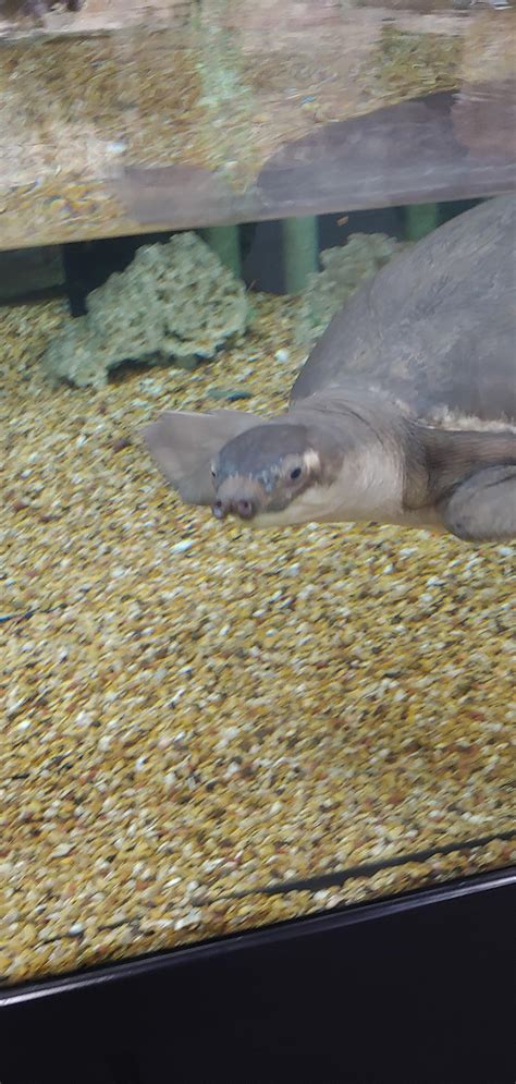 turtle     pig nose turtle rmildlyinteresting