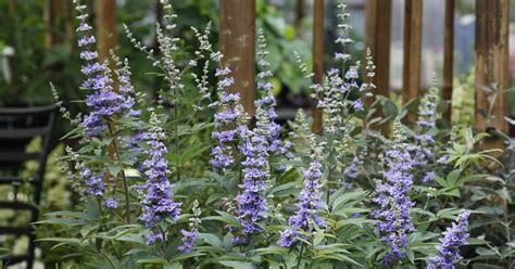 Konopljika Vitex Agnus Castus Aroma Hominis