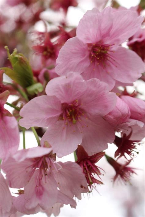 Where to find the Best Cherry Blossoms in Japan – Wondertips