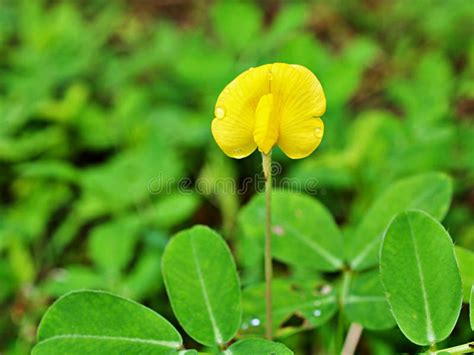 Yellow Flower Arachis Pintoi ,Brazil Bean Plants ,arachis Hypogaea ,Pinto Beans ,herb Plant ...