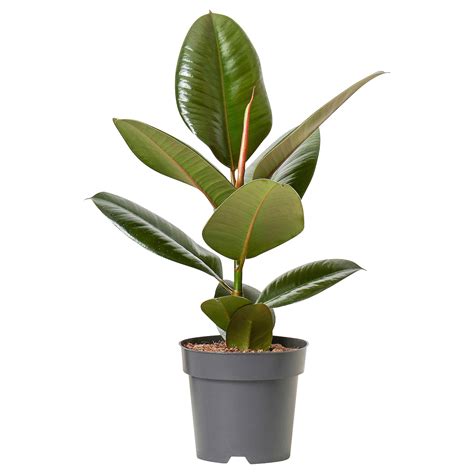 FICUS ELASTICA potted plant, Rubber plant, 15 cm (6") - IKEA