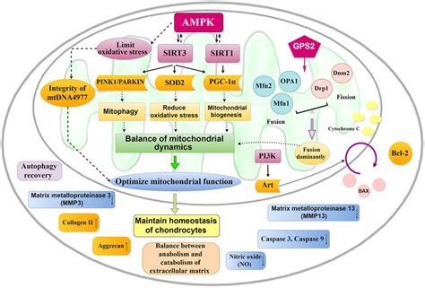 Mitochondrial Pathways For The Treatment Of Oa The Activation Of