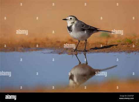 White Wagtail Motacilla Alba Stock Photo Alamy