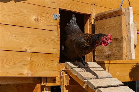 7 Best Automatic Chicken Coop Door Products Know Your Chickens