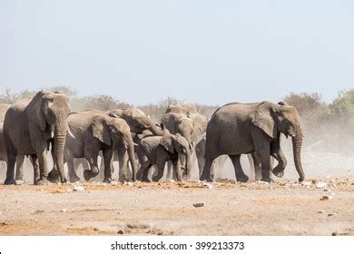 Large Elephant Herd Walking Dust Savuti Stock Photo