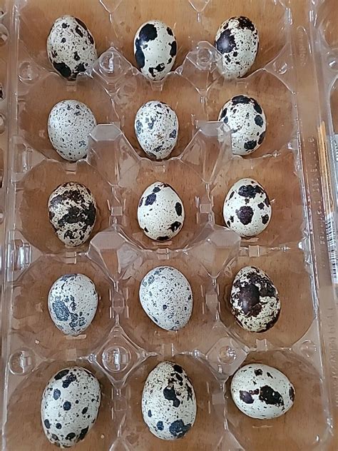 Quail Hatching Eggs Fertile Coturnix Mixed Colours 12 24 36 Great Hatch Ebay