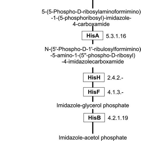 Metabolic pathway of histidine biosynthesis in bacteria | Download Scientific Diagram