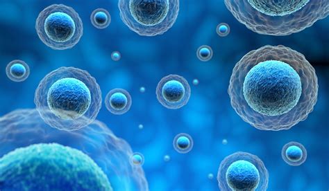 Israeli researchers explain how cells ingest food particles | The Asian Age Online, Bangladesh