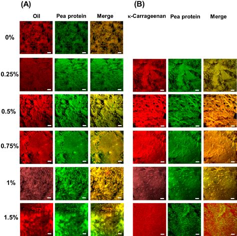 Figure 1 from Impact of κ Carrageenan on the Cold Set Pea Protein