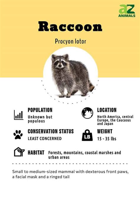 family   raccoon belong