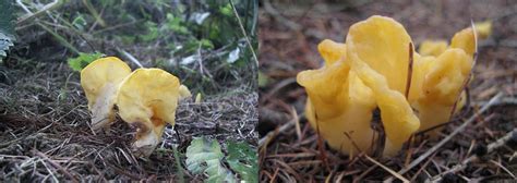 Edible Mushrooms Of The World Fairy Fan Spathularia Flavida