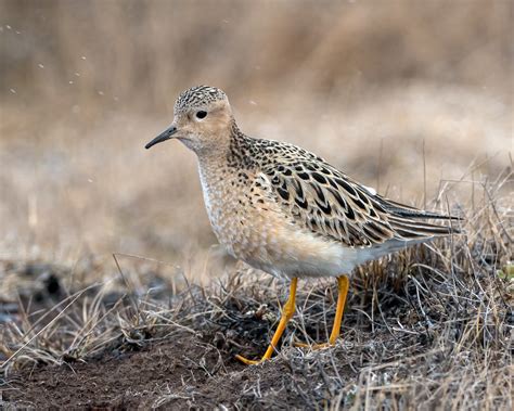 Buff Breasted Sandpiper Buff Breasted Sandpiper Flickr